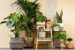 Các loại cây trồng trong nhà vệ sinh